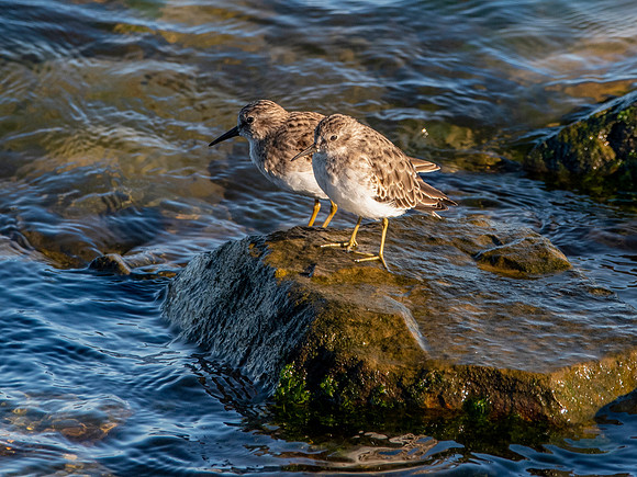 Least sandpiper