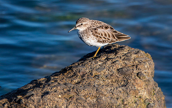 Least sandpiper