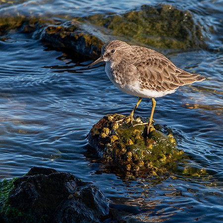 Least sandpiper