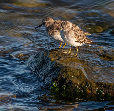 Least sandpiper