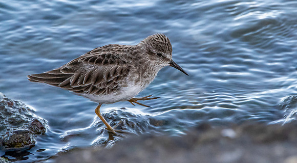 Least sandpiper
