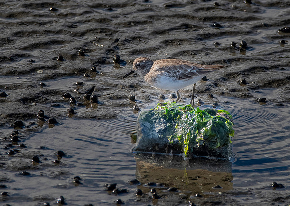 Least sandpiper