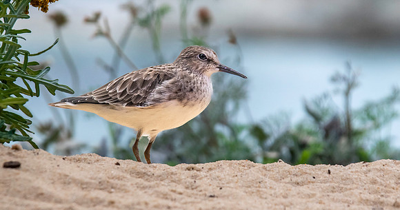 Least sandpiper