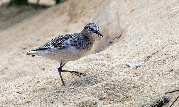 Least sandpiper