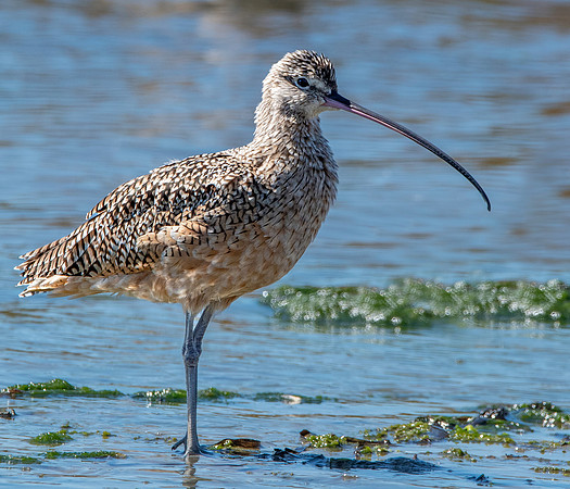 Long billed curlew