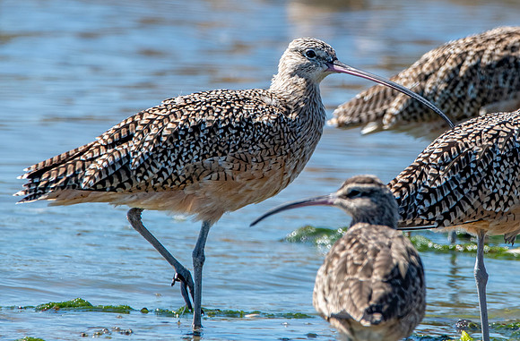 Long billed curlew