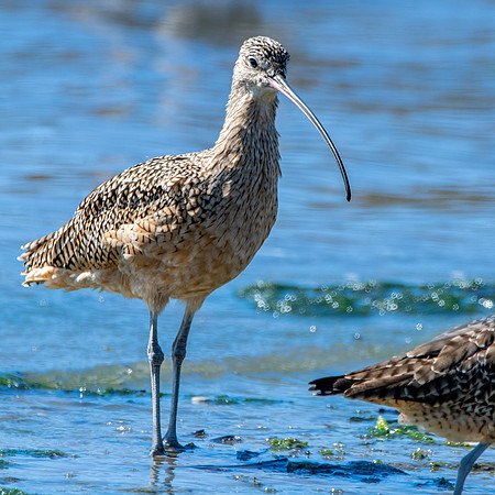 Long billed curlew