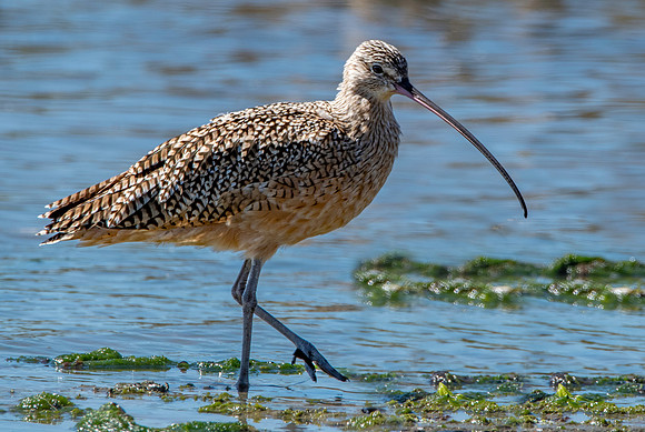 Long billed curlew