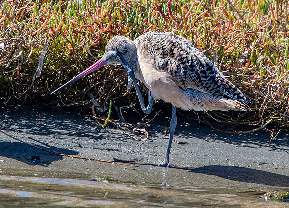 Marbled godwit