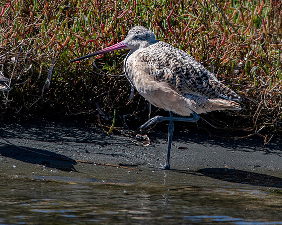 Marbled godwit