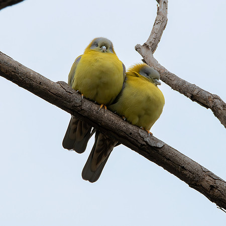 Yellow footed green pigeon