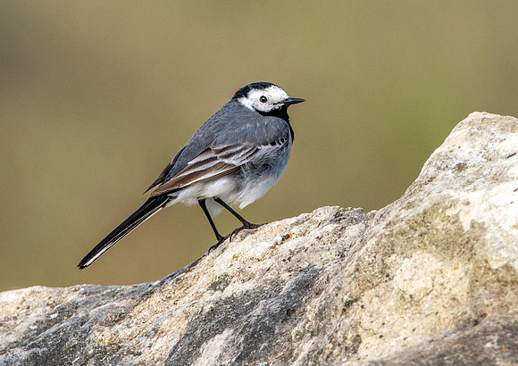 White wagtail