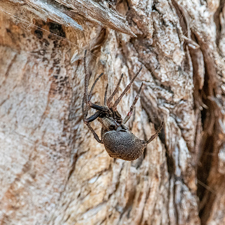 Wolf spider, California