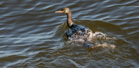 Pelagic cormorant