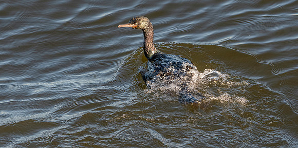 Pelagic cormorant