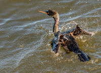 Pelagic cormorant