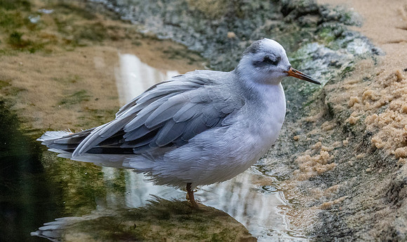Red phalarope