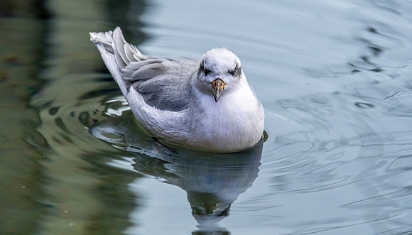 Red phalarope
