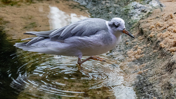 Red phalarope