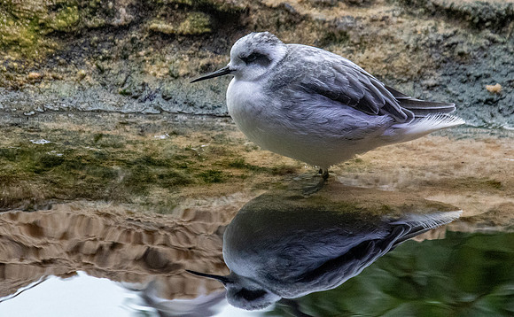 Red phalarope