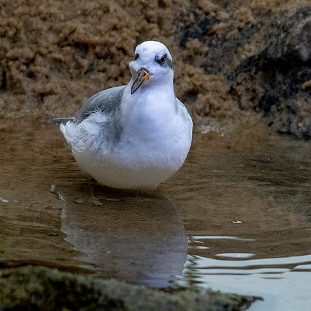 Red phalarope