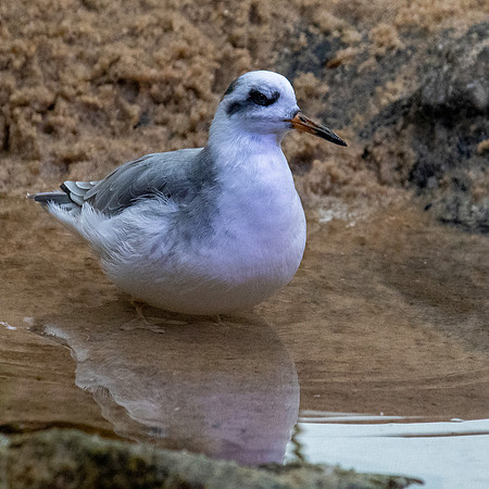 Red phalarope