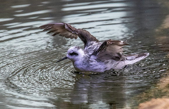 Red phalarope