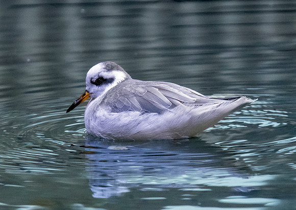 Red phalarope