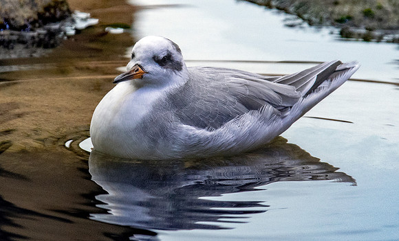 Red phalarope