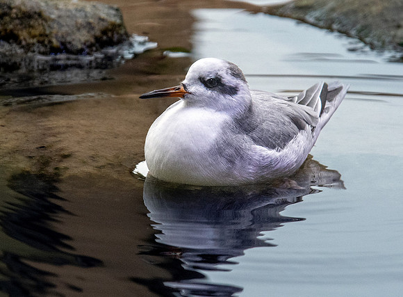 Red phalarope