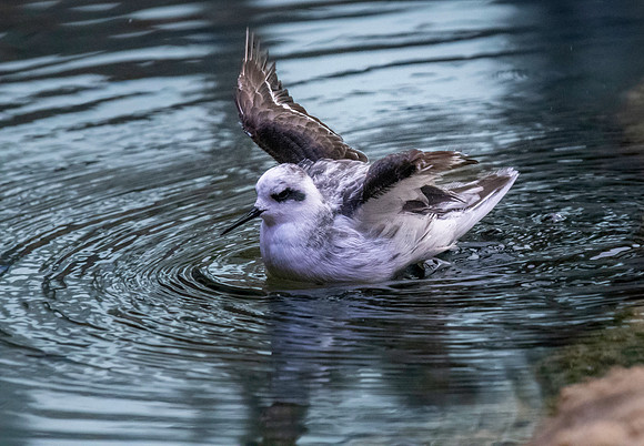 Red phalarope