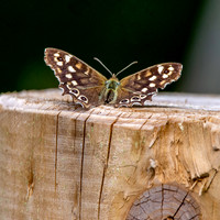 Speckled wood