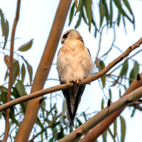 Black winged kite
