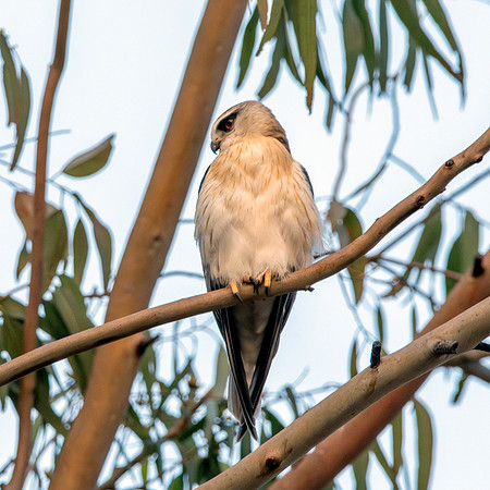 Black winged kite