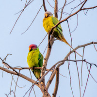 Plum headed parakeet