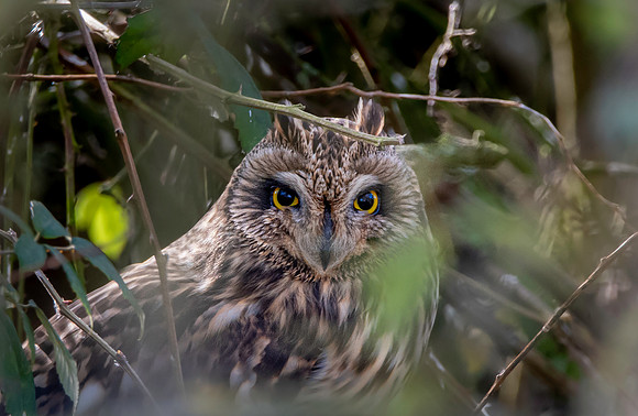 Short eared owl