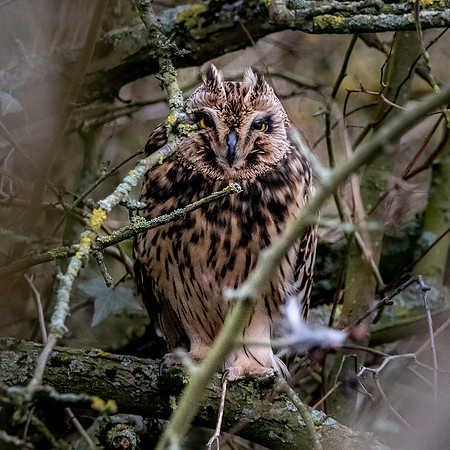 Short eared owl