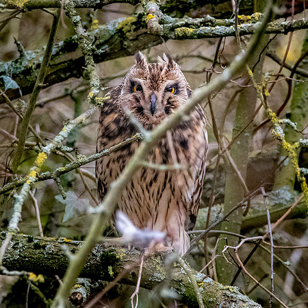 Short eared owl