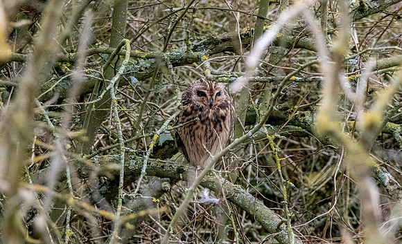 Short eared owl