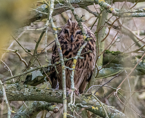 Short eared owl