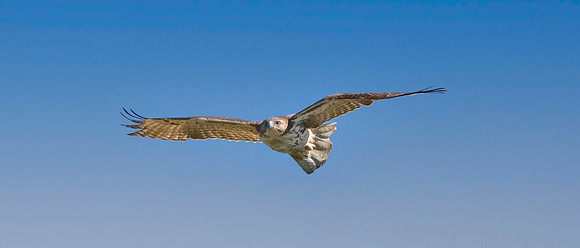 Red tailed hawk