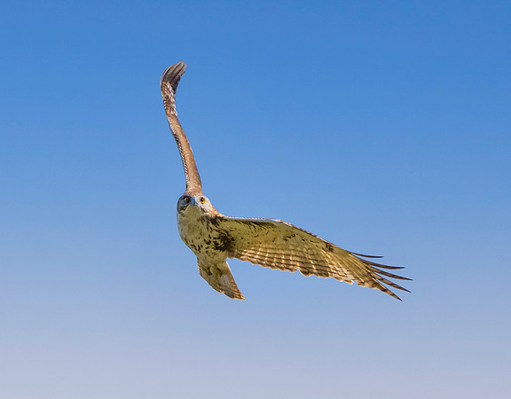 Red tailed hawk