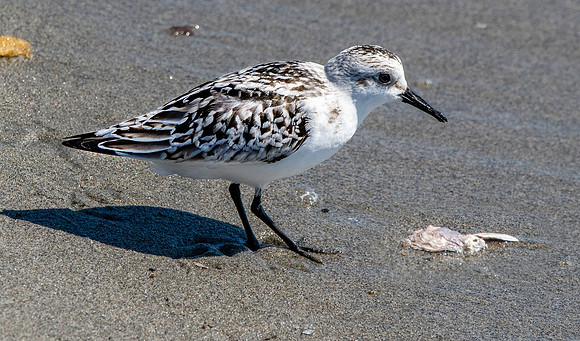 Sanderling
