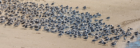 Sanderling