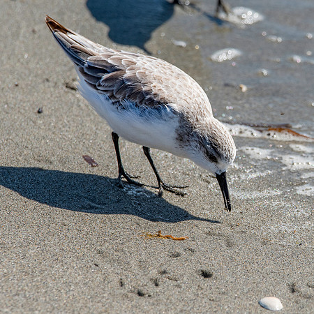 Sanderling