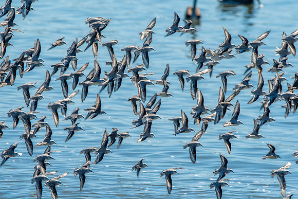 Sanderling