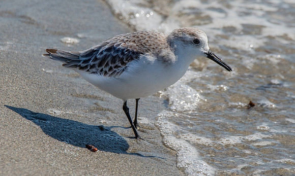 Sanderling