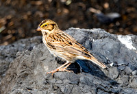 Savannah sparrow