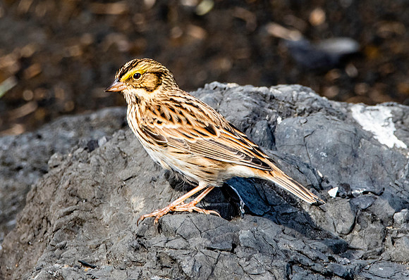 Savannah sparrow