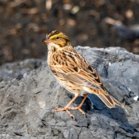 Savannah sparrow